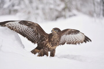 Beautiful common buzzard sitting on the ground with outstretched wings. Winter scene with a buzzard. buteo buteo. 