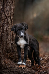 Border collie puppy standing on root of tree