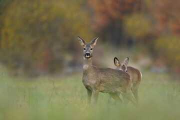 Two roe deer grazin on the meadow. Capreolus capreolus