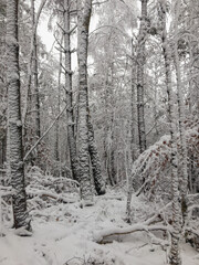 snow covered trees