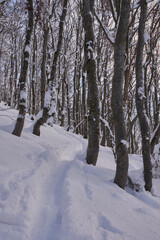 Fozen Trees In Snowy Winter, frosty weather. Beech mountain forest in winter