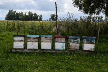 Naklejka premium Hives