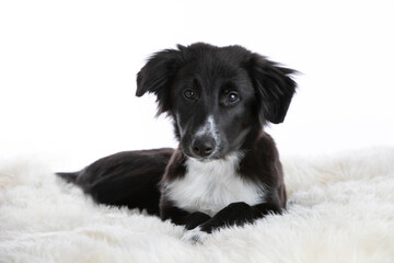 Border collie mix puppy sitting on sheepskin on white background