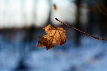 Small brown maple leaf on the branch