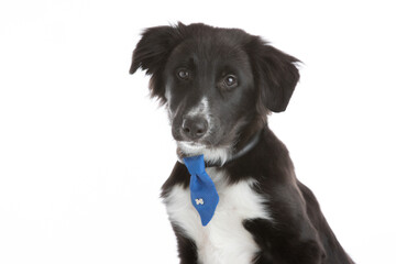Border collie mix puppy wearing a necktie on a white background