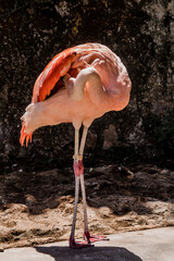 Flamenco tomando sol y limpiando sus plumas