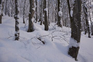 Fozen Trees In Snowy Winter, frosty weather. Beech mountain forest in winter