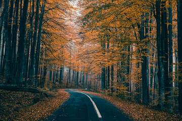 Asphalt road with fallen leaves inl autumn forest. Dark brown mood.