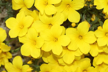 yellow flowers in the nature