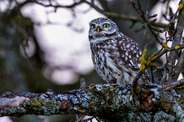 Steinkauz (Athene noctua)