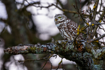 Steinkauz (Athene noctua)
