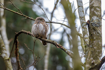 Sperlingskauz (Glaucidium passerinum)