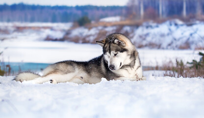 Alaskan Malamute dog lies in the snow in winter