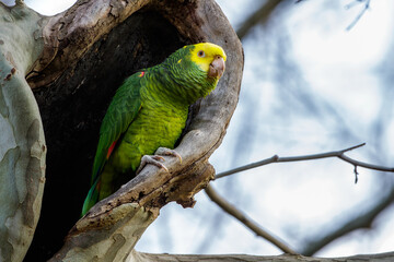 Gelbkopfamazone (Amazona oratrix)
