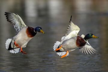 Stockente (Anas platyrhynchos) Männchen