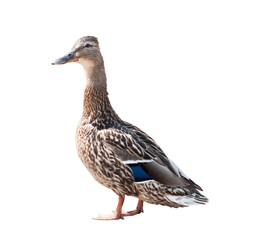 The mallard (dabbling duck, Anas platyrhynchos), isolated on white background