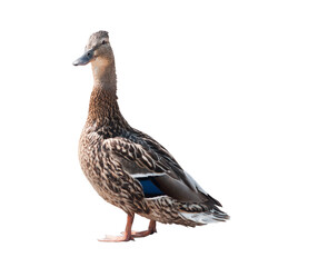The mallard (dabbling duck, Anas platyrhynchos), isolated on white background