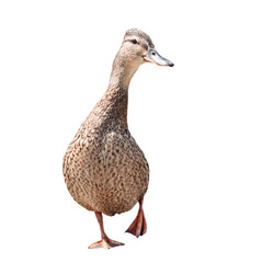 The mallard (dabbling duck, Anas platyrhynchos), isolated on white background