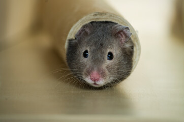Cute syrian hamster in paper roll