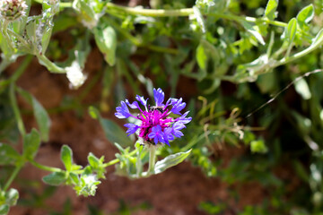 Close up view of a wild purple flower with a flying instinct on it with green leaves and soil in the background.