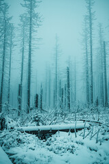 Mystic and foggy forest scene of dead pine trees in the mountains. Frozen misty mountain nature with moody vibes. Abstract simple background view. Hiking in the winter. Harz National Park in Germany