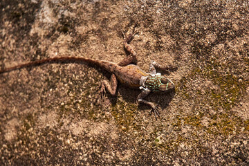 Agama with green head from above