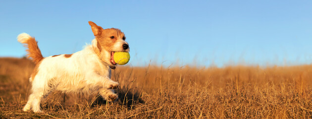 Playful happy pet dog puppy playing, running in the grass with a ball. Web banner with copy space.