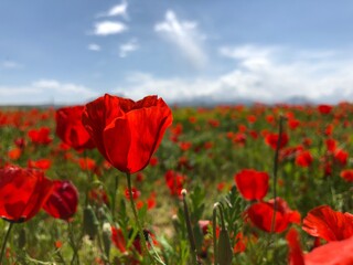 Fototapeta na wymiar red poppy field