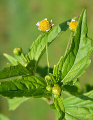 In the field it blooms galinsoga parviflora