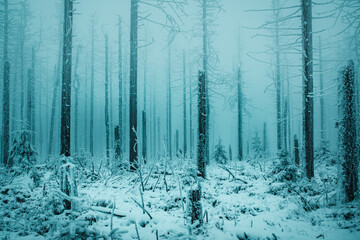 Fototapeta premium Mystic and foggy forest scene of dead pine trees in the mountains. Frozen misty mountain nature with moody vibes. Abstract simple background view. Hiking in the winter. Harz National Park in Germany