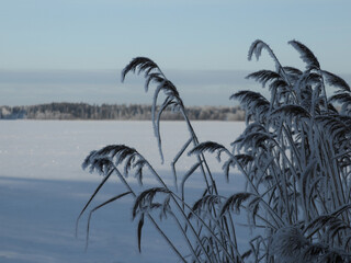 gry reeds with snow in winter for natural background