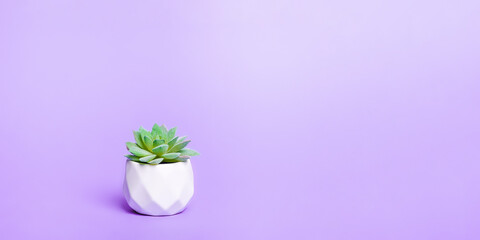 Artificial succulent house plant in pot