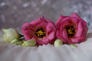 Beautiful pink flowers - eustoma, lisianthus or prairie gentian