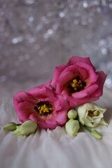 Beautiful pink flowers - eustoma, lisianthus or prairie gentian