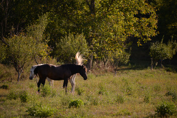 Fototapeta premium two horses, one white and one brown, standing on the green meadow in the sun. Equus caballus animals in the backyard at the farm near the forest