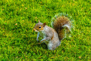 A friendly grey squirrel begs for food in a meadow in Derbyshire, UK on a sunny summer day