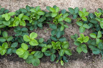 Strawberry plants planted in the farmer‘s field in springtime, plants on the straw of haulm  background, agriculture concept, top view