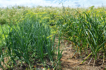 Onion and garlic lush plants are growing in the bed in the farmers field in spring (summer) time, green onions and garlic sticking out above the soil in vegetable garden background