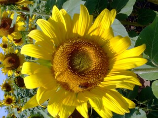 Close up of a flower of a sunflower close up.