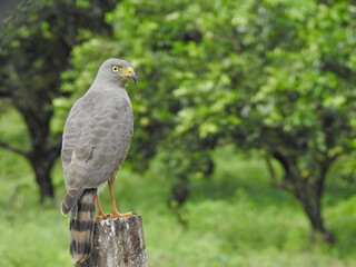 Roadside Hawk 3