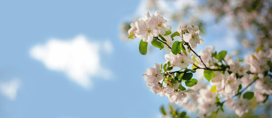 Pink and white apple tree flowers in the sunlight outdoors. Spring flowering. Blurred bokeh background.