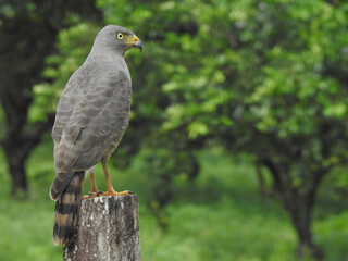 Roadside Hawk 2