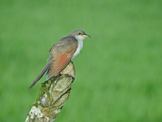 Yellow Billed Cuckoo