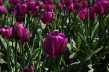 Purple Tulip Field