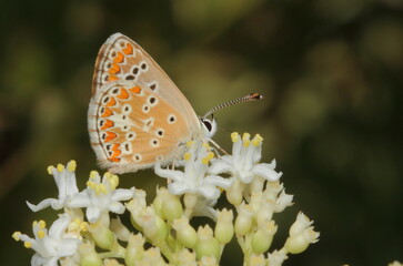 butterfly on flower