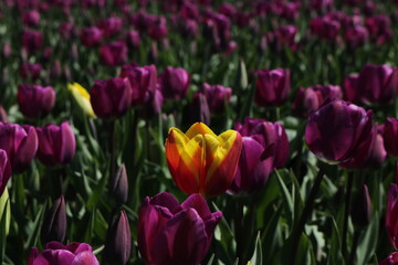 Tulips in the field