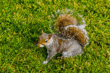 A friendly grey squirrel ready to flee in a meadow in Derbyshire, UK on a sunny summer day