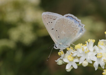 butterfly on a flower Polyommatus daphnis