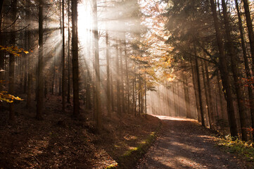 Scenic view of a pathway with sun rays through the trees