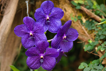 flowers of archidea on a  background with green leaves